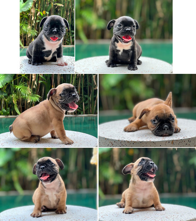 Jual Anakan French Bulldog Very High Quality