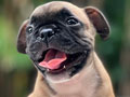 Jual Anakan French Bulldog Very High Quality