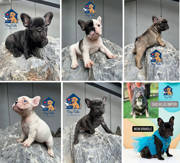 Jual Anakan Frenchie Exotics