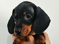 Available Pure Smooth Hair Dachshund