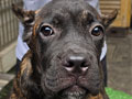 Dijual Puppy Cane Corso Good Quality