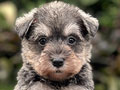 For Sale Puppy Male Female Miniature Schnauzer