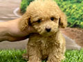 Open Adopt Super Tiny Poodle Very Good Quality