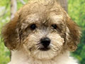 Open Adopt Party Color Poodle Very Good Quality