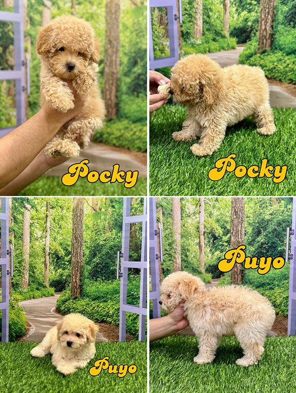 Open Adopt Male Toy Poodle Very Good Quality