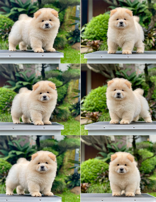 For Sale Puppy Female Chow Chow