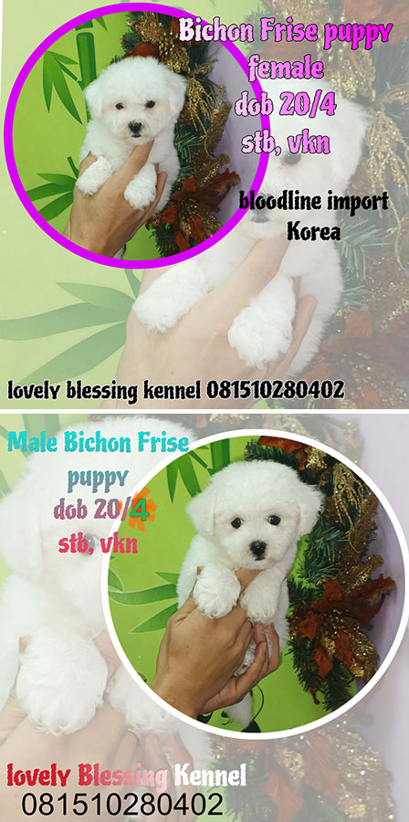Jual Sepasang Bichon Frise