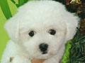 Jual Sepasang Bichon Frise