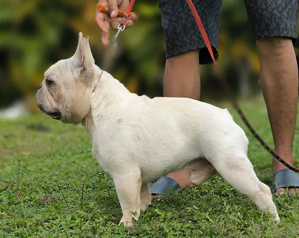 Dijual French Bulldog Jantan Impor