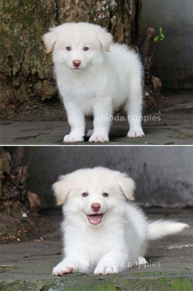 For Sale Border Collie Male Lemon And White