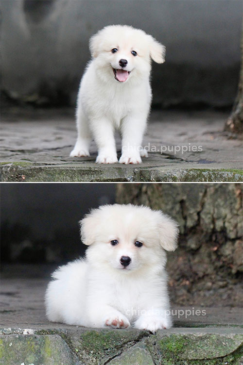 For Sale Border Collie Male Lemon And White