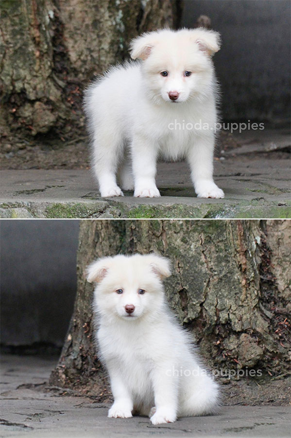 For Sale Border Collie Female Lemon And White