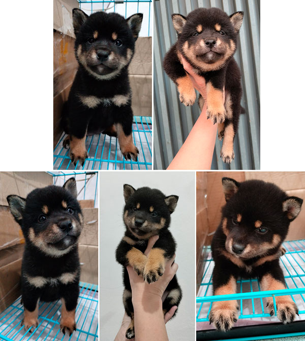 Jual Anakan Shiba Inu Good Quality