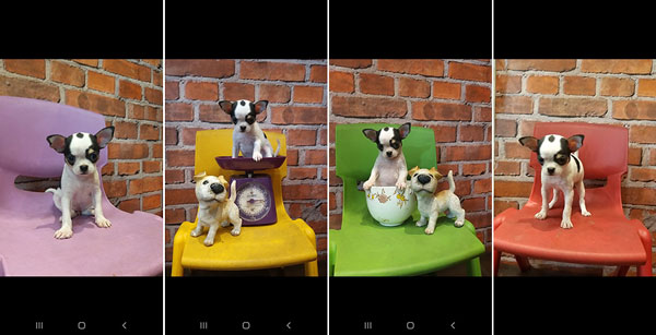 Jual Chihuahua 