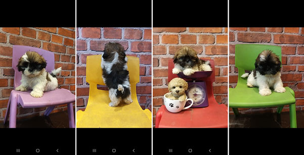 Jual Mini Shih Tzu