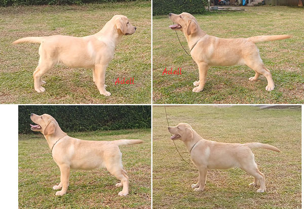 Jual Show Quality Labrador Female