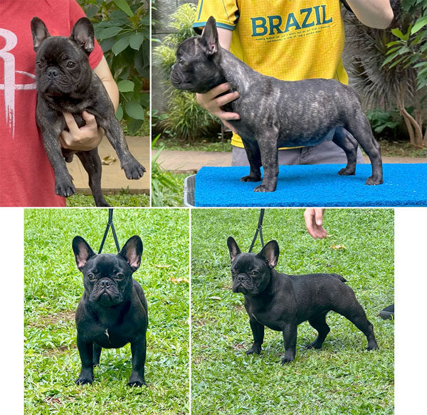 Jual Anakan French Bulldog Good Quality
