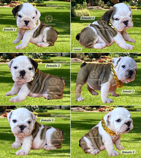Premium Quality English Bulldog Puppies
