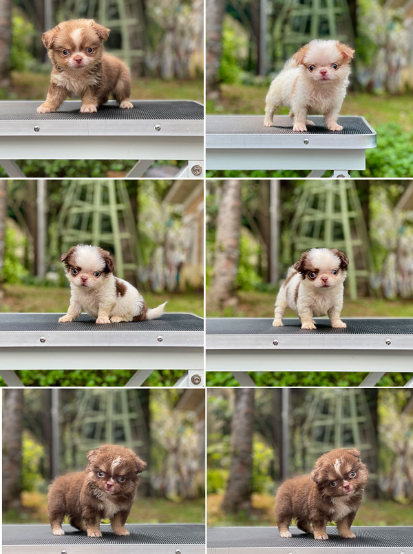 For Sale Puppy Male Super Mini Chihuahua