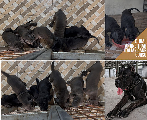 Jual Puppy Cane Corso