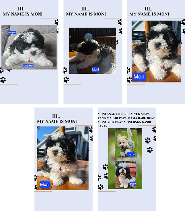 Jual Super Quality & Rare Maltipoo