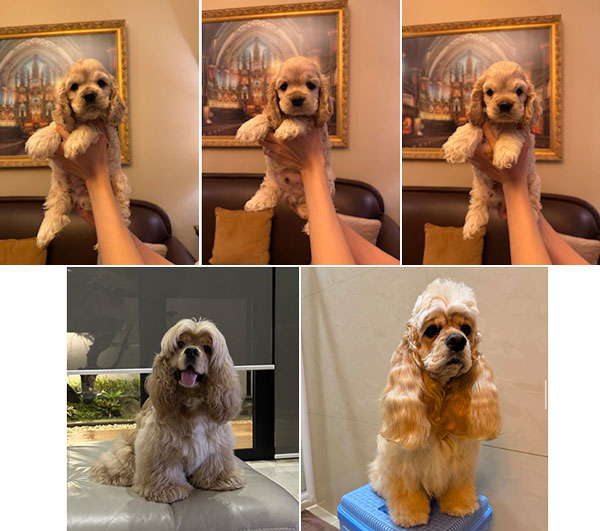 Jual American Cocker Spaniel Good Quality Ras Langka