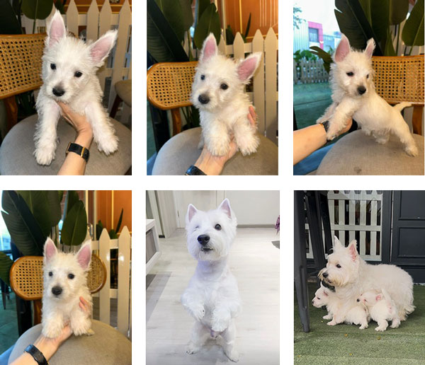 Dijual 2 Ekor Anakan Westie Terrier Good Quality