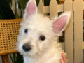 Dijual 2 Ekor Anakan Westie Terrier Good Quality