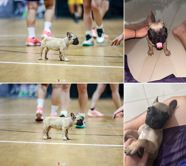 Jual French Bulldog Betina