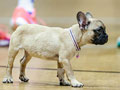 Jual French Bulldog Betina