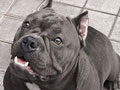 Dijual American Bully Berkualitas