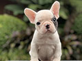 For Sale Puppy Male Female French Bulldog