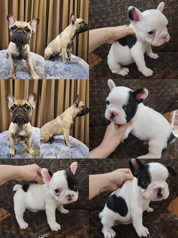 For Sale French Bulldog Good Quality