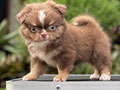 For Sale Puppy Male Mini Chihuahua