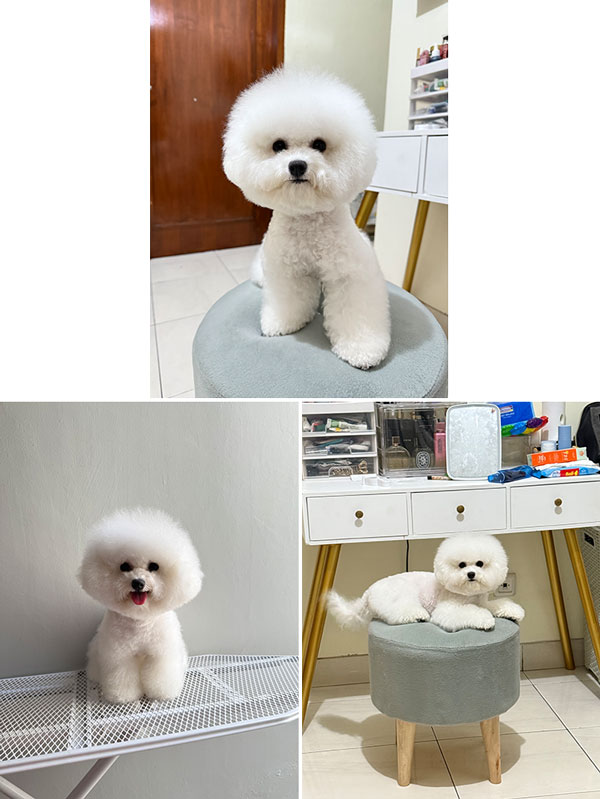 Female Tiny Size Bichon Frise Bloodline Korea