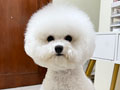 Female Tiny Size Bichon Frise Bloodline Korea