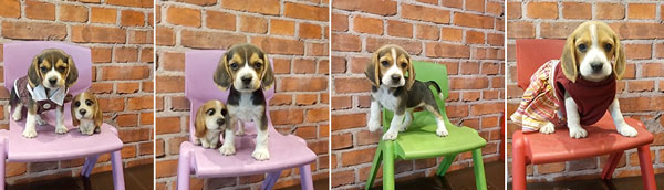 Jual Beagle Tricolor