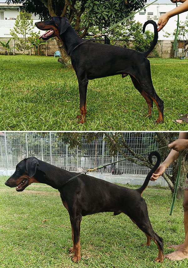 For Sale 2 Male Young Doberman Male