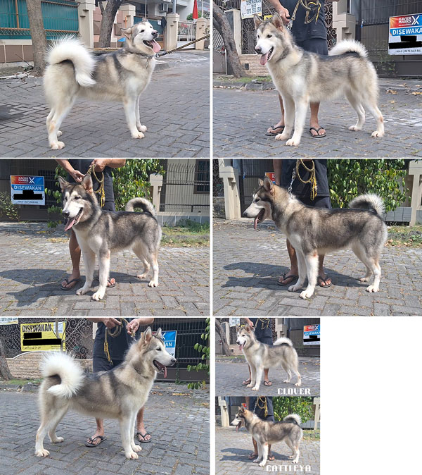 Jual Calon Indukan Alaskan Malamute BL Import