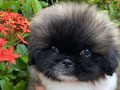 Jual Pekingese