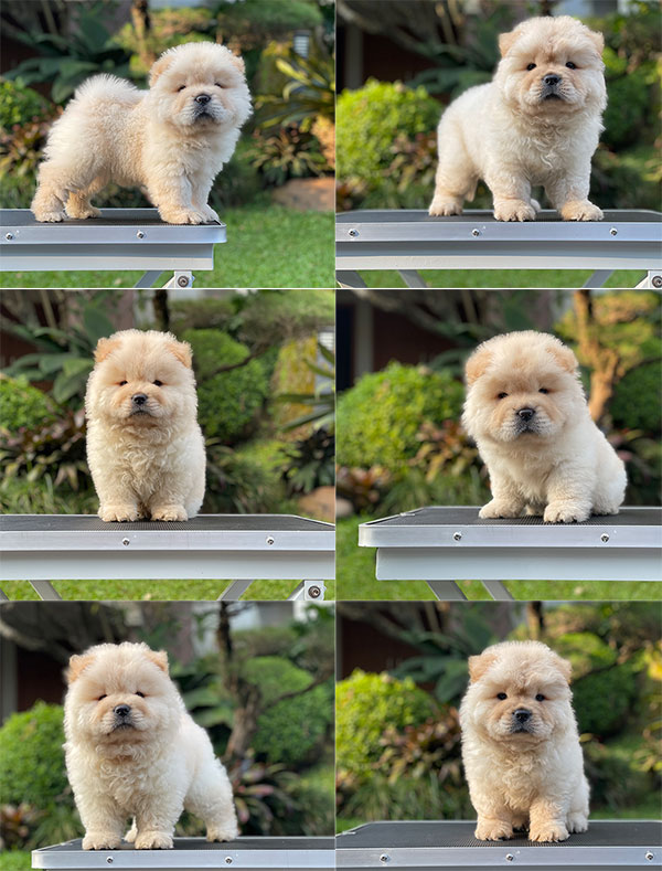 For Sale Puppy Male Female Chow Chow