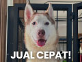 For Sale Teenager Husky – Siberian Husky Light Red
