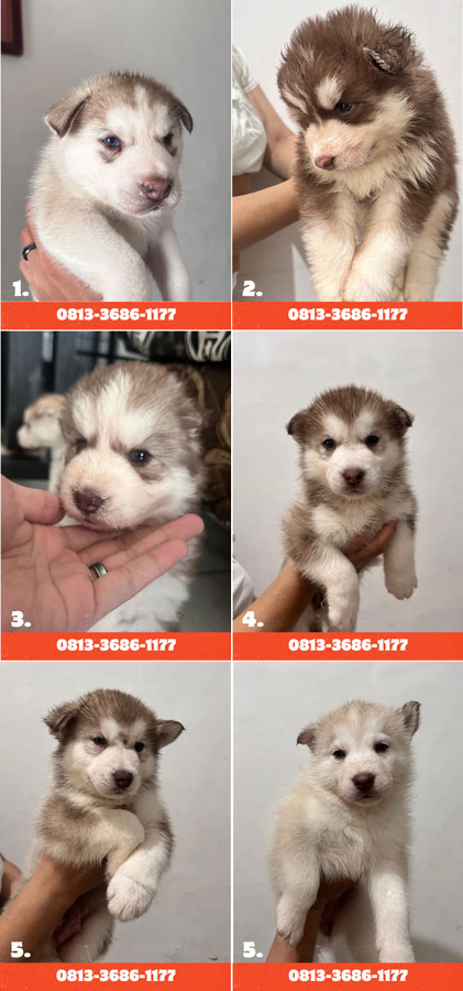 For Sale 6 Baby Husky – Siberian Husky Light Red