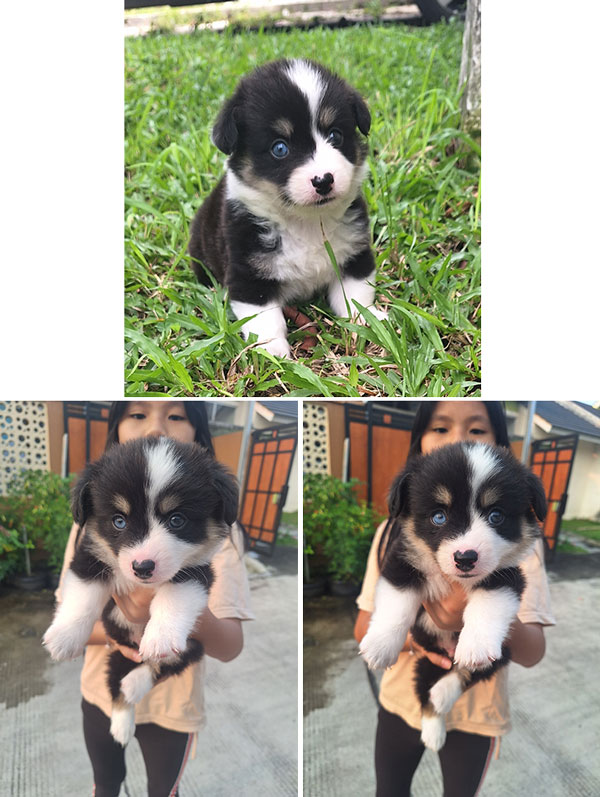 Dijual anakan Corgi Jantan Mata Flip Flop