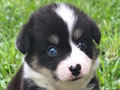 Dijual anakan Corgi Jantan Mata Flip Flop