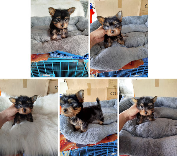 Dijual Yorkshire Tea Cup Puppy 