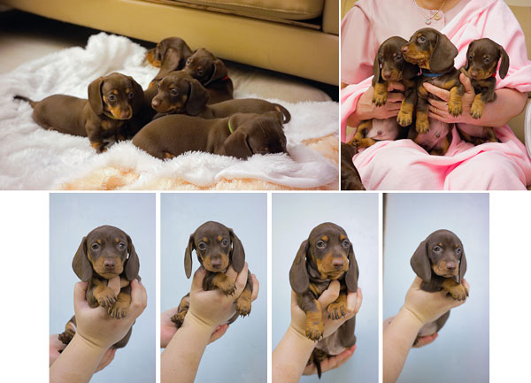 Dachshund Tekel Puppies - Premium Home Raised