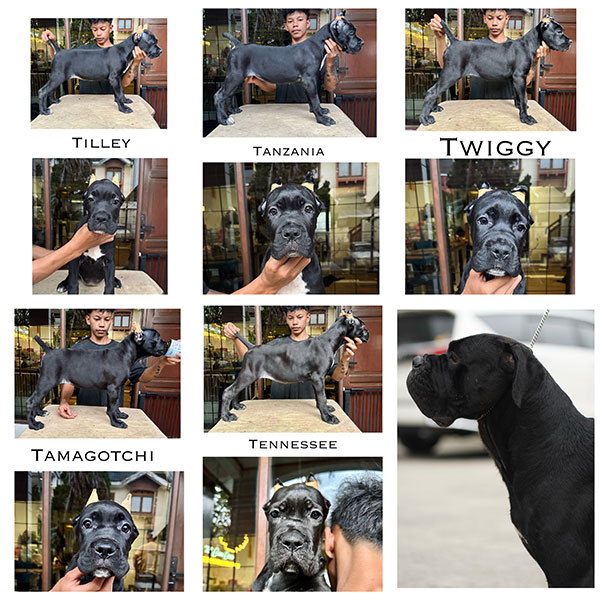 Cane Corso Show Prospect