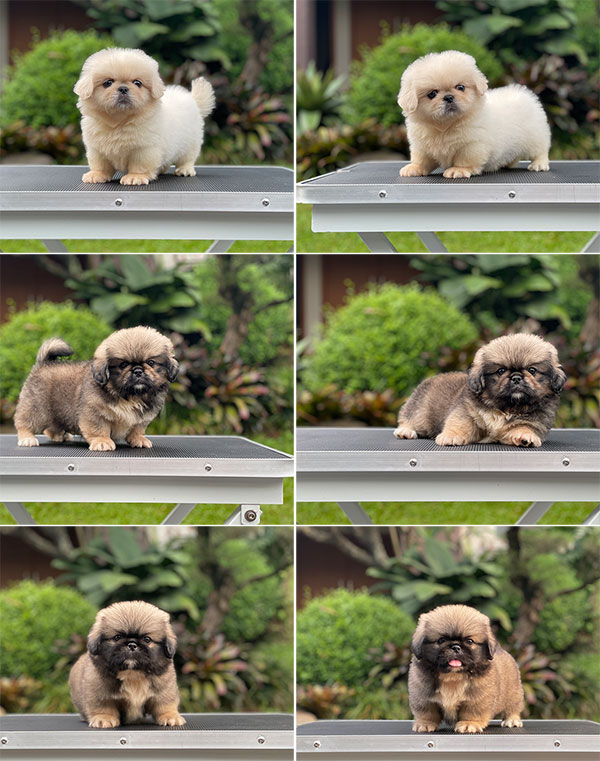 For Sale Puppy Male Female Mini Pekingese