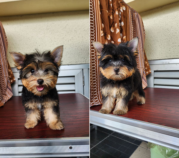 Dijual Anakan Yorkshire Jantan Dan Betina